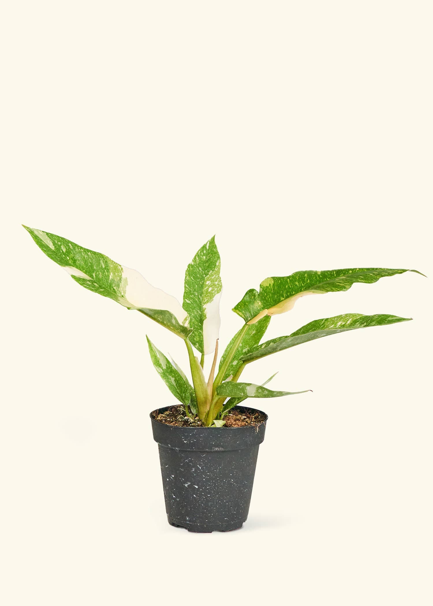 Philodendron 'Ring of Fire' Live Plant in 4" Pot