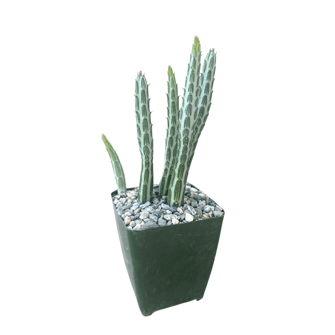 4" Senecio Stapeliiformis (Pickle Plant) – Plant