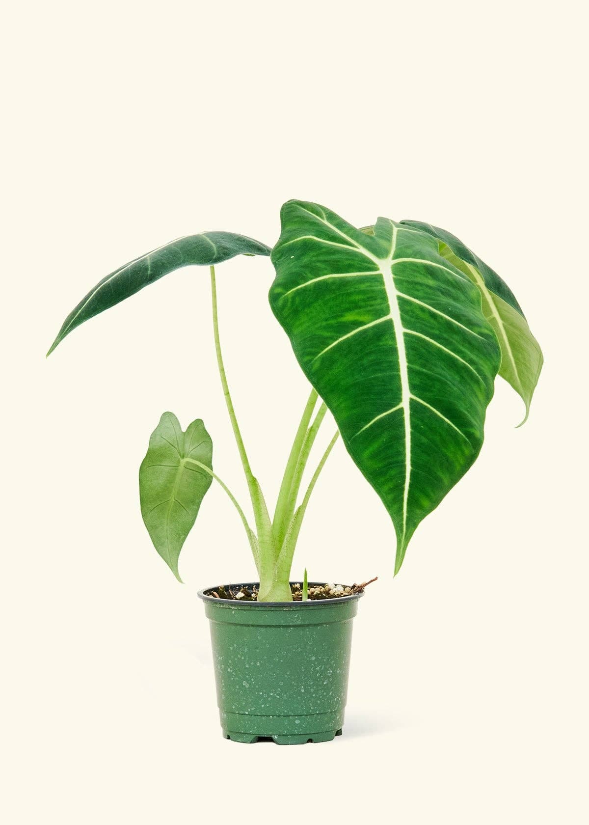 Alocasia 'Frydek' 4"