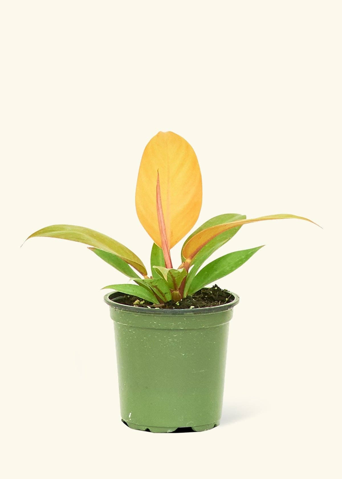 Philodendron 'Prince of Orange' (4" Pot)