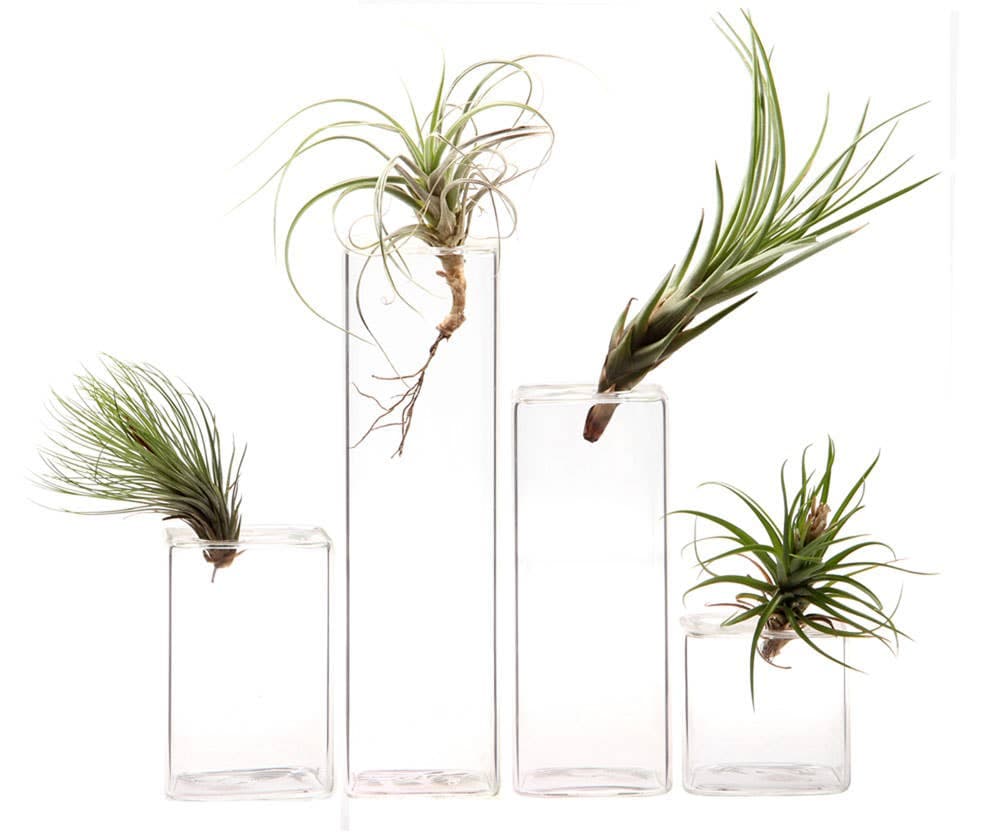 Hudson Square Glass Bud Vase
