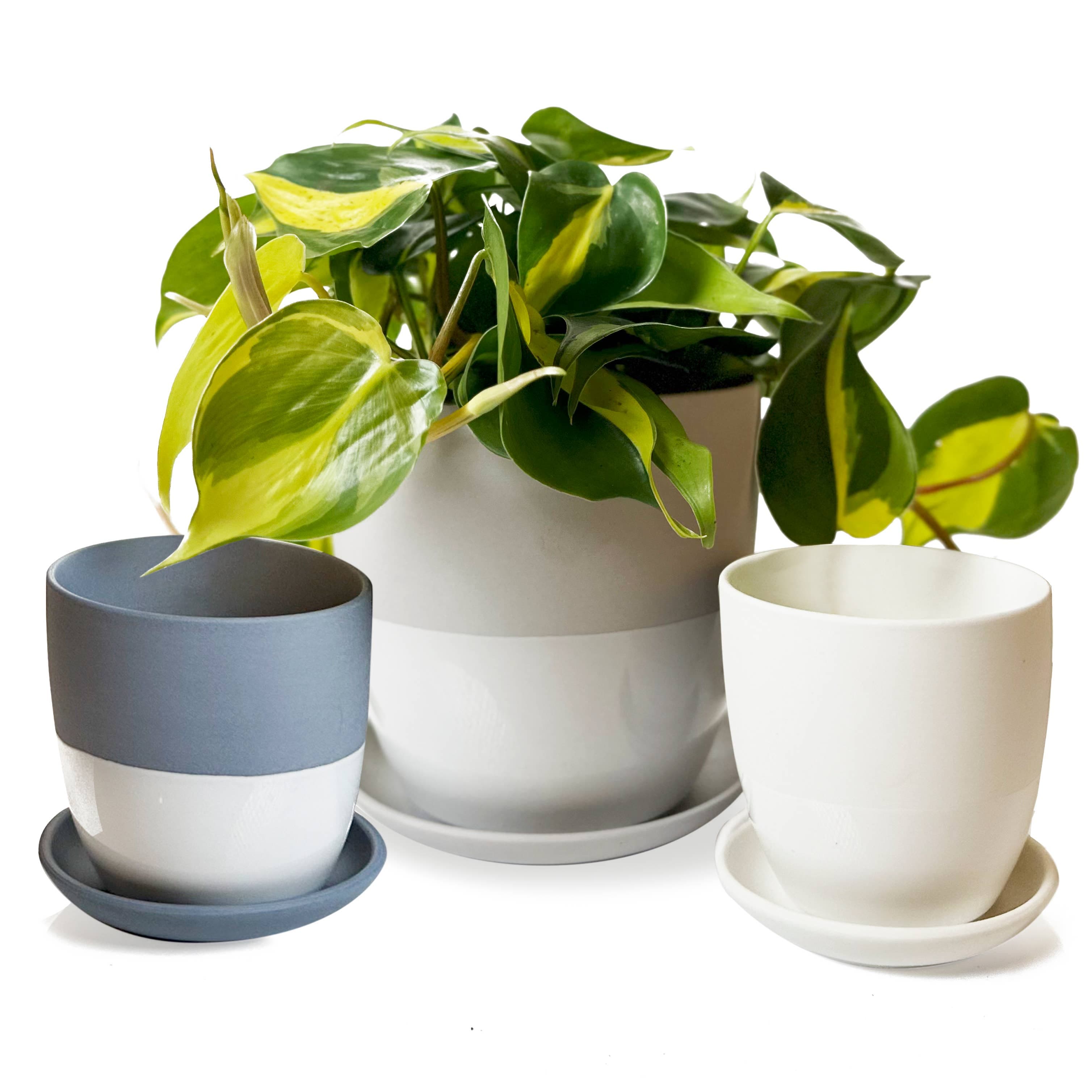 Dyad Indoor Plant Pot For Succulents With Drainage