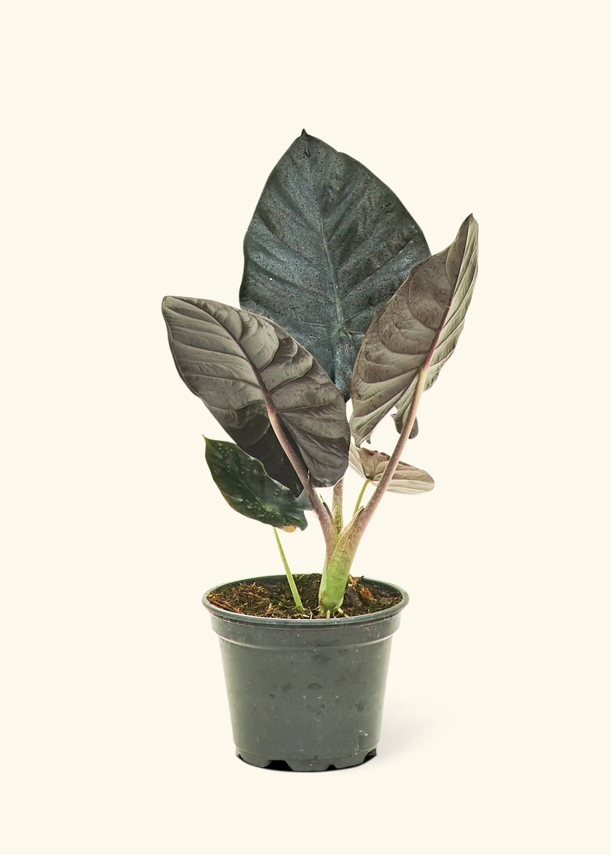 Alocasia 'Black Panther' Live Plant in 4" Pot