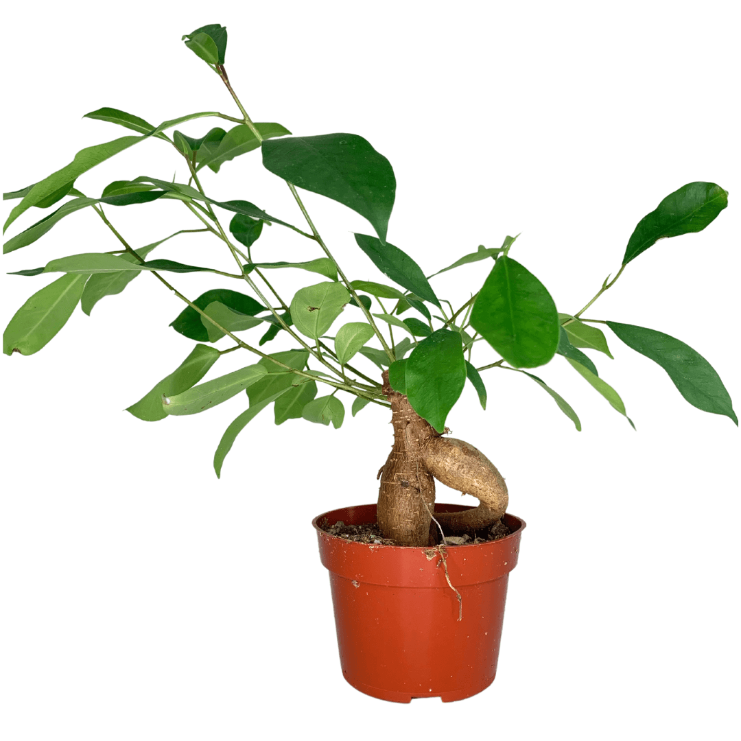 4" Ficus Ginseng (Ficus retusa) – Live Houseplant