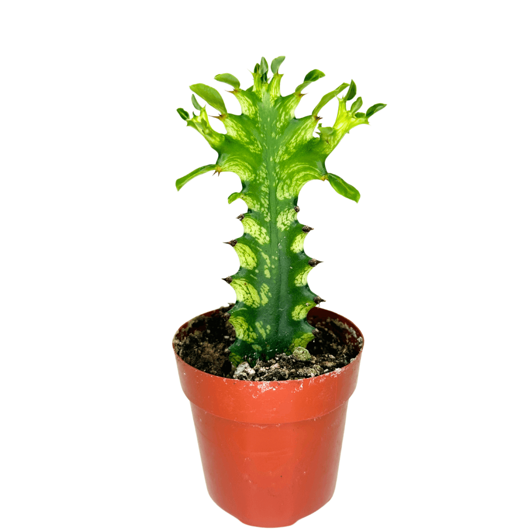 2.5" Euphorbia Trigona Variegated - African Milk Tree