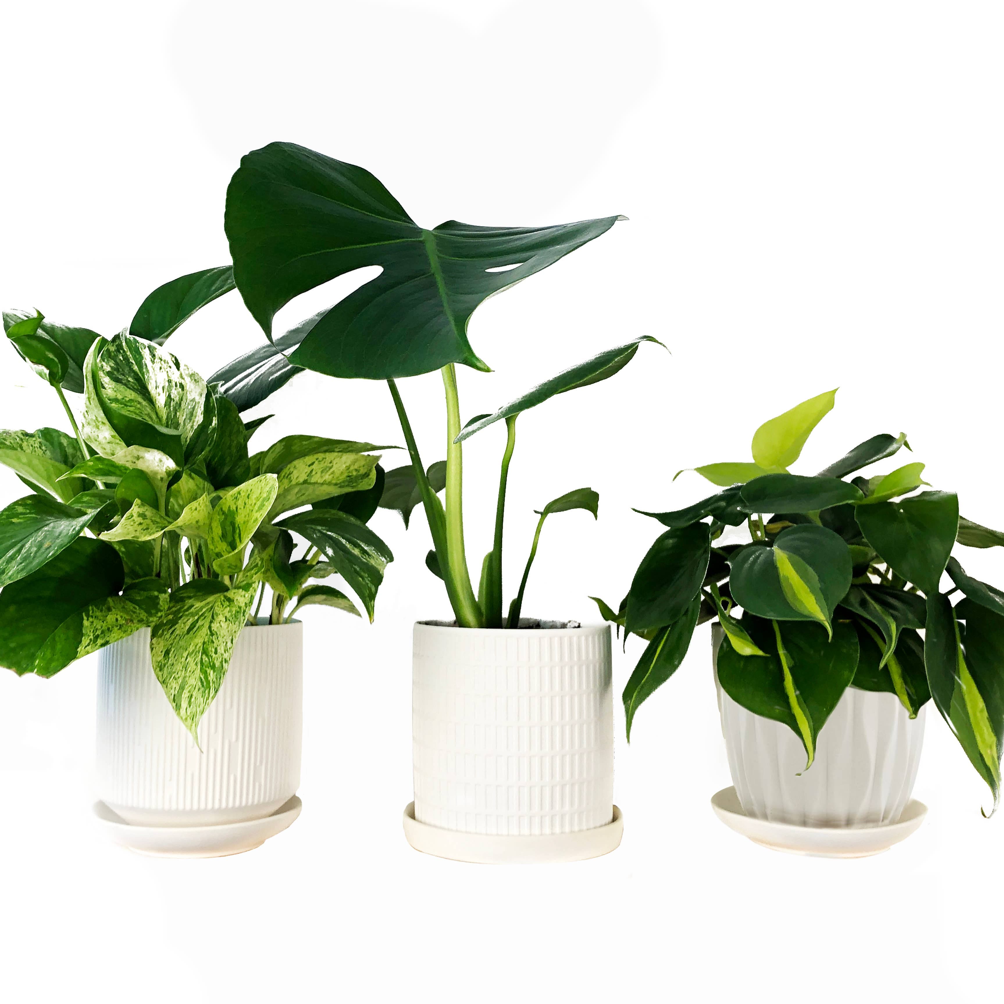 Virago Flower and Plant Pots
