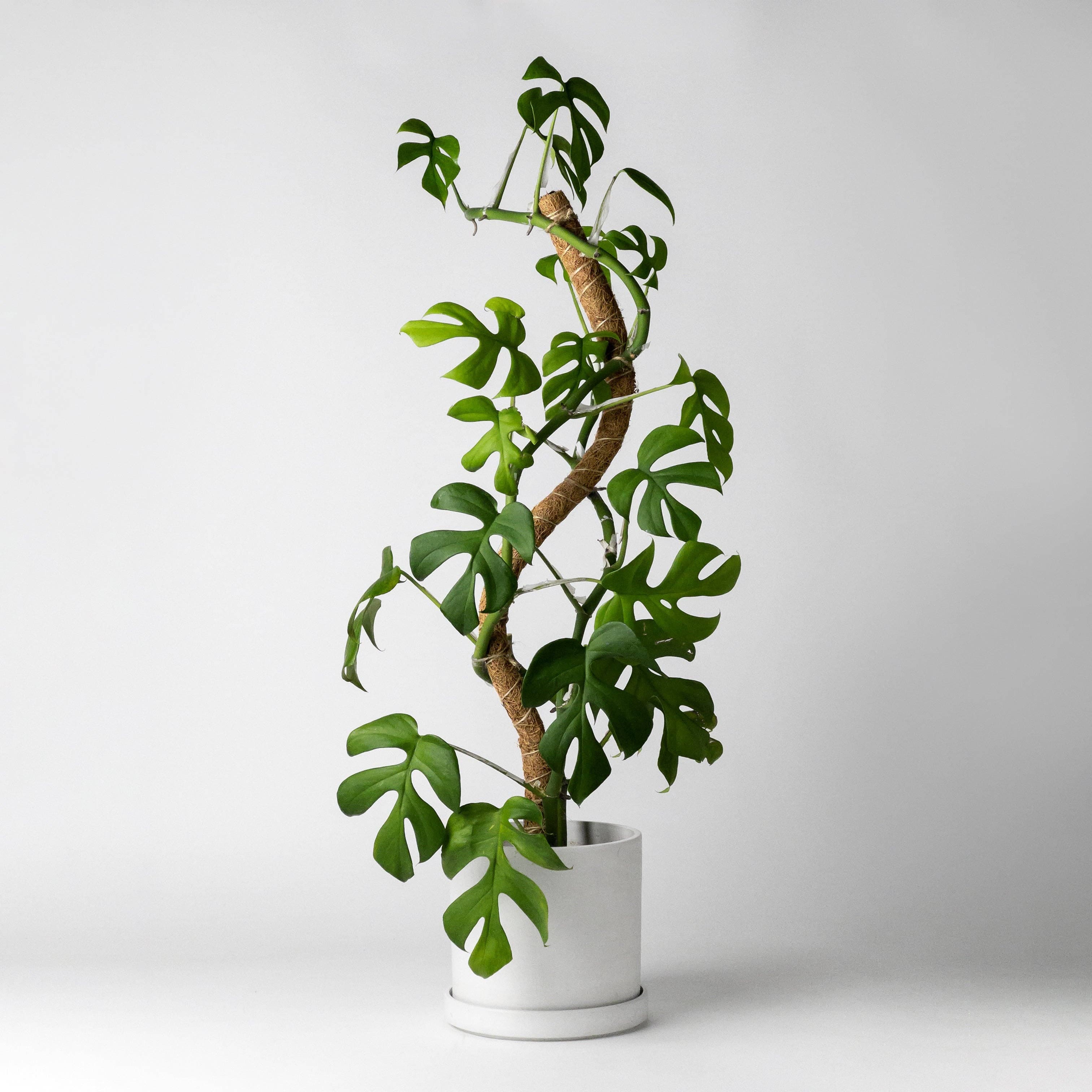 Bend & Stackable Coco Coir Pole for Plant Support