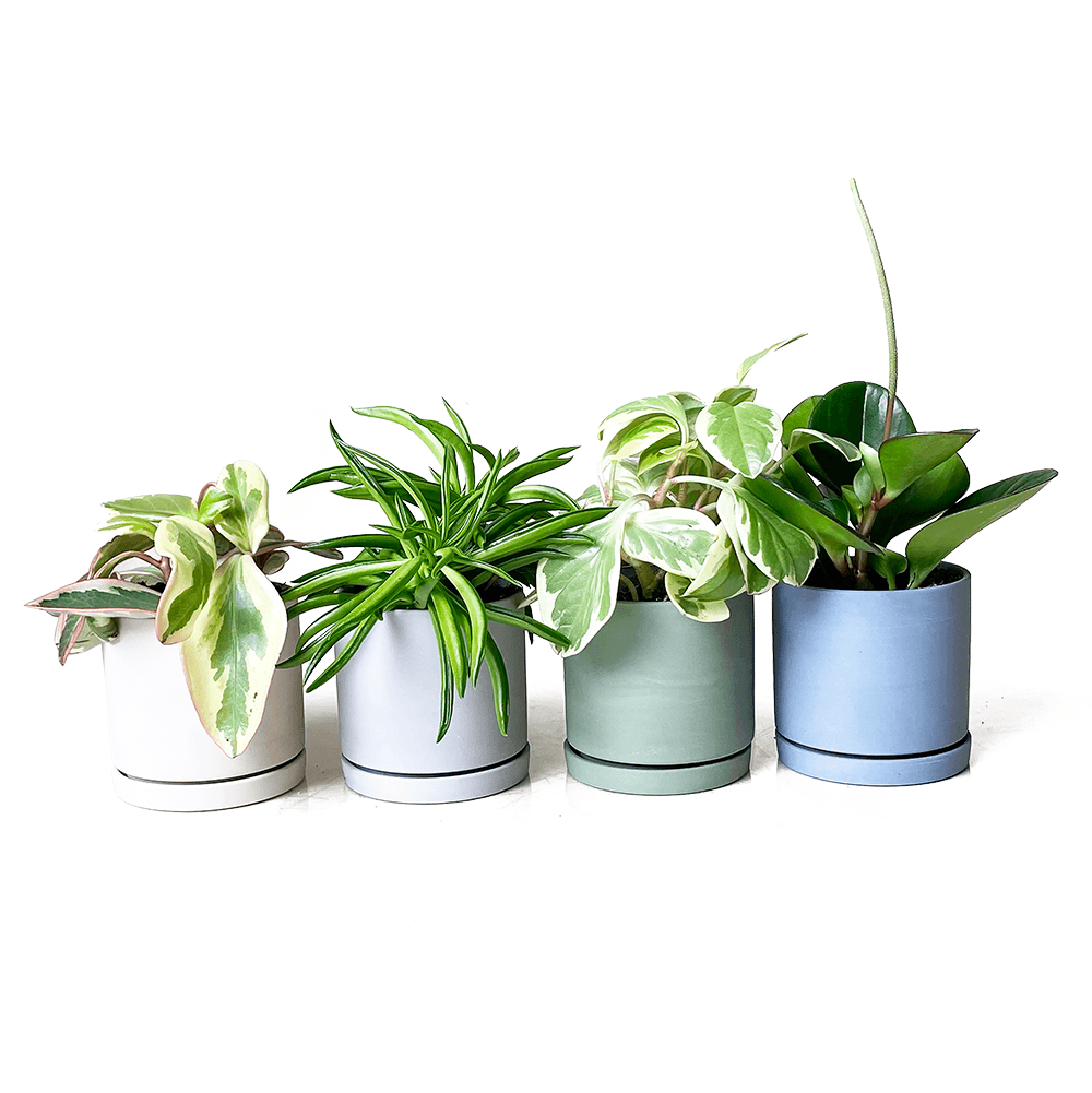 Dojo Succulent Plant Pot