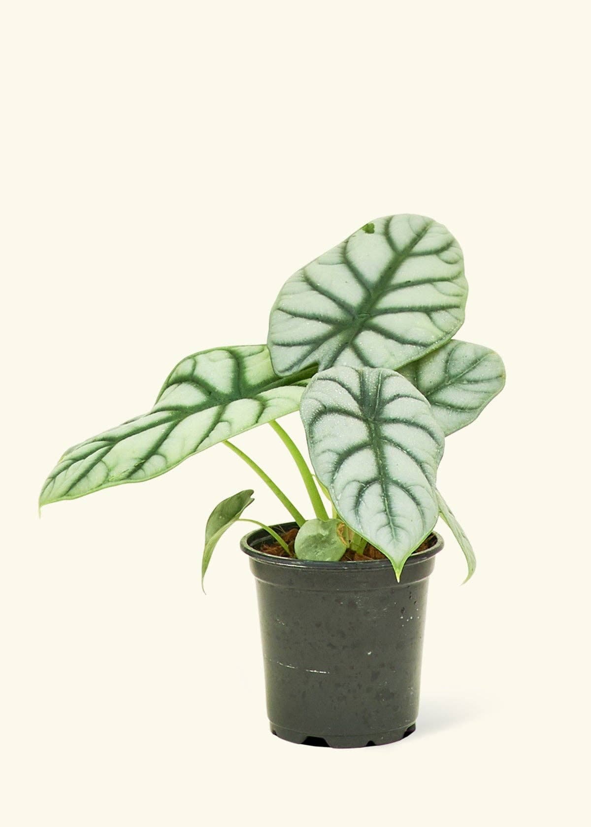 Alocasia 'Silver Dragon' (4" Pot)