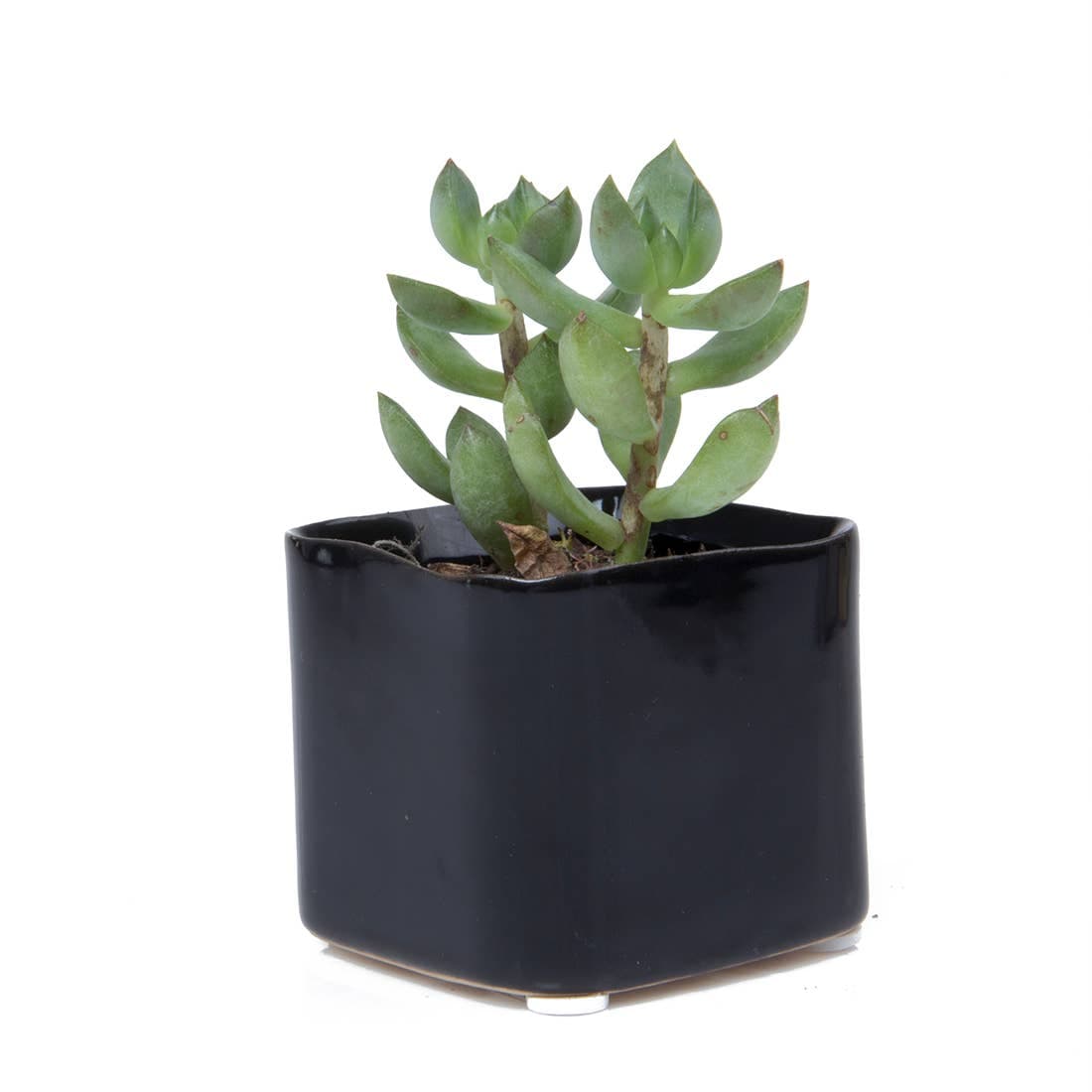 Svek Succulent Pot