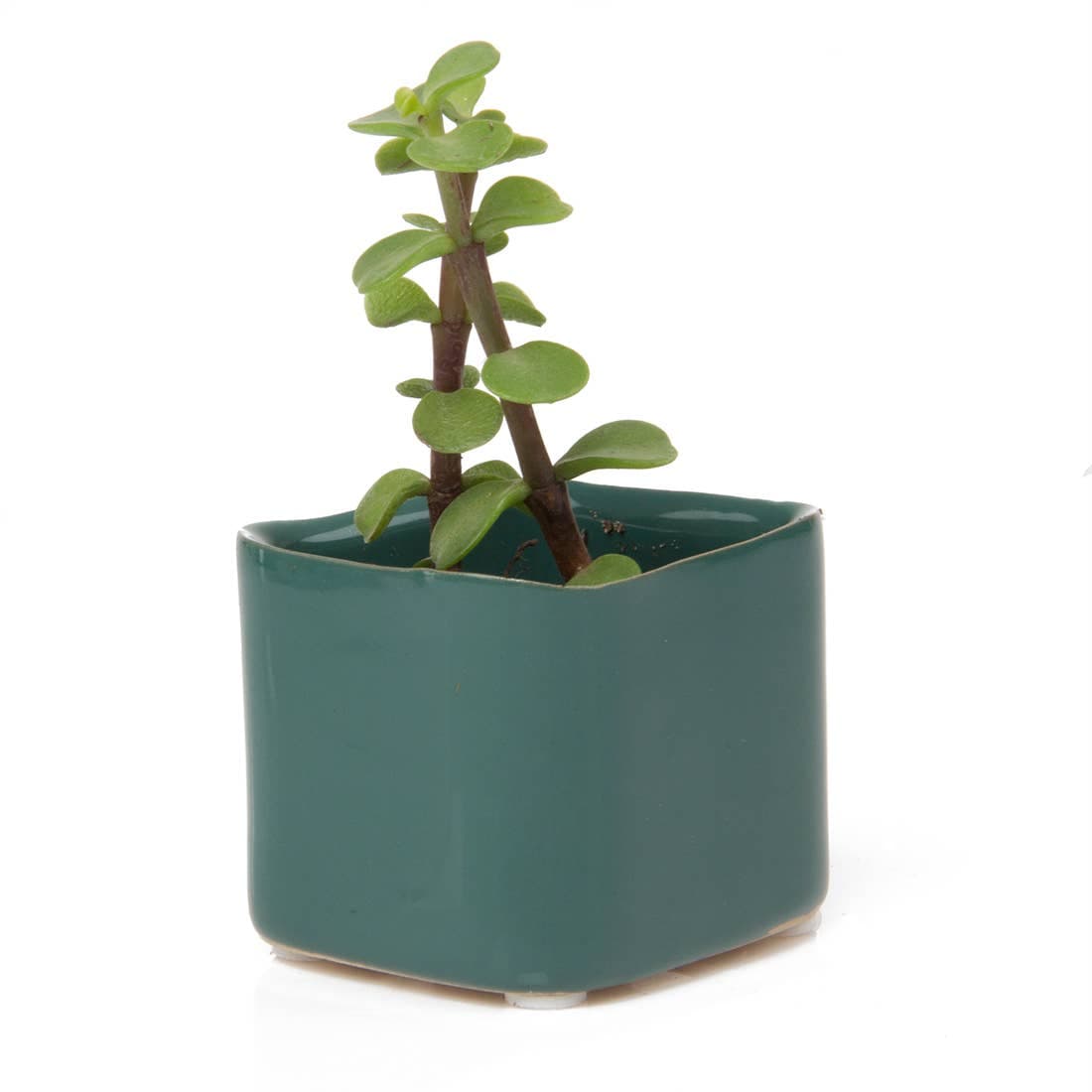 Svek Succulent Pot