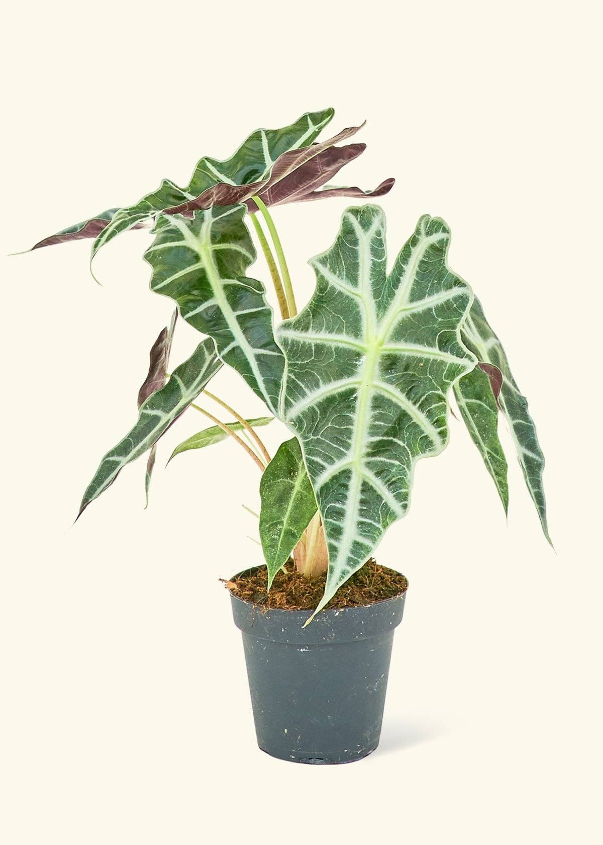 Alocasia 'Polly' 6"
